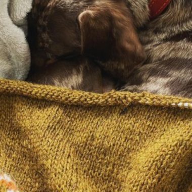 Your Wooly Knits: March